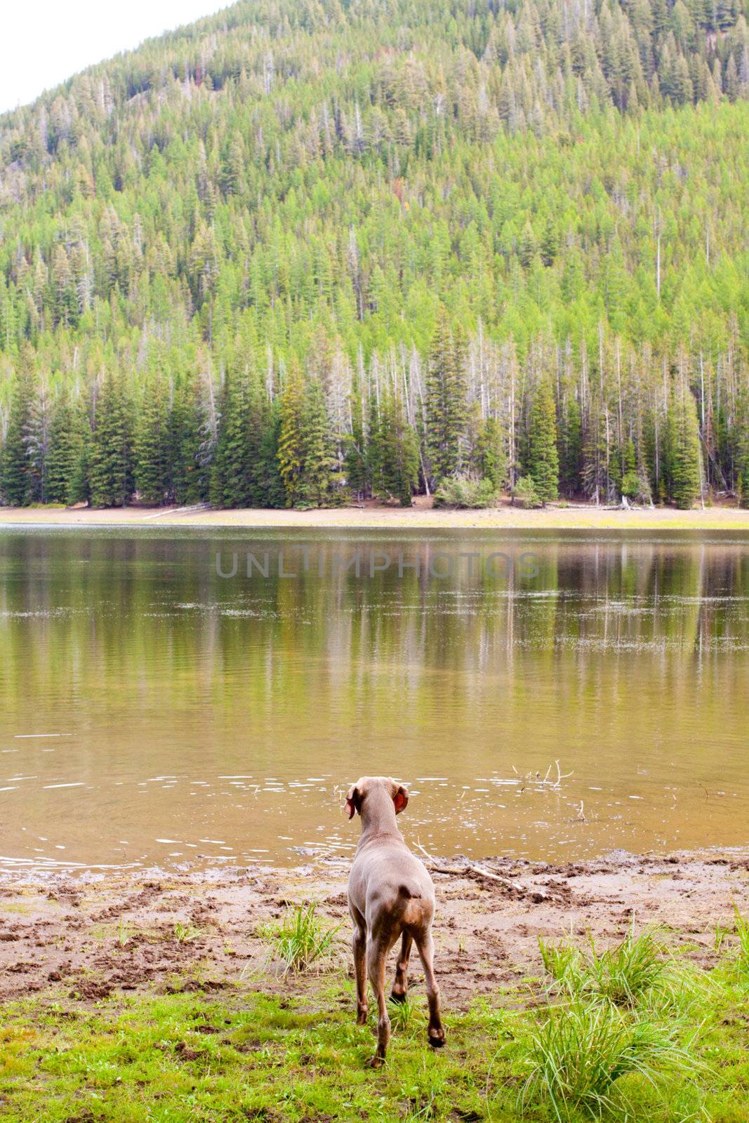 A weimaraner enjoys the water in Eastern Oregon along a river and lake.