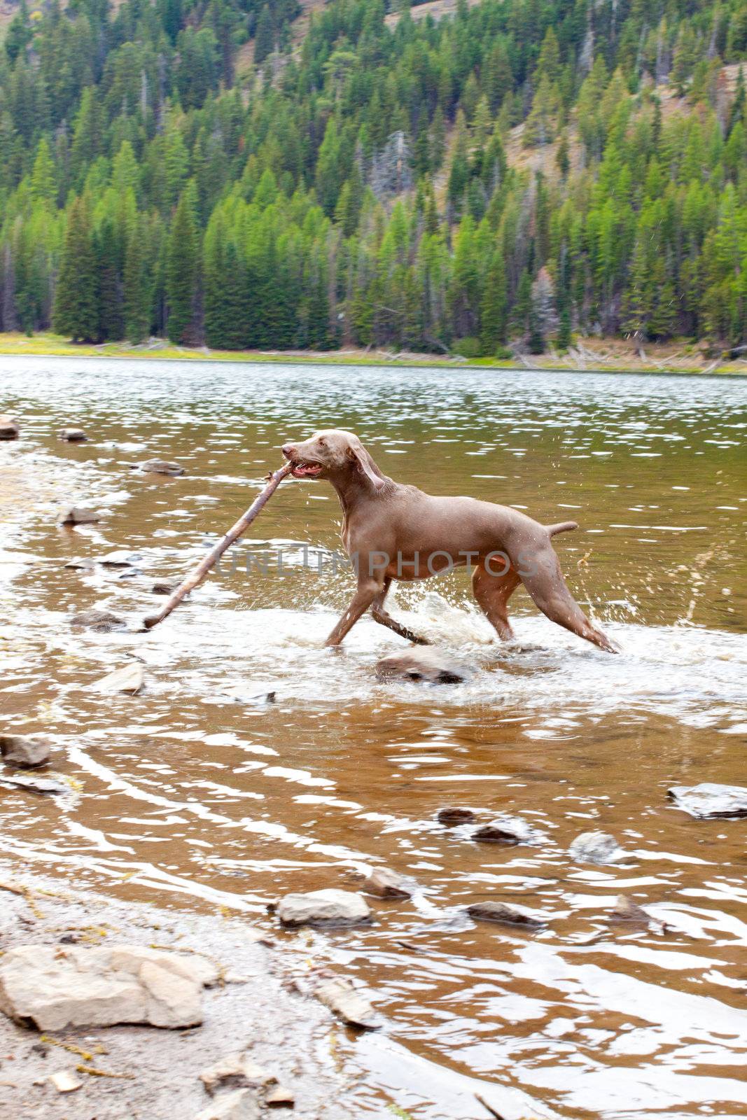 A weimaraner enjoys the water in Eastern Oregon along a river and lake.