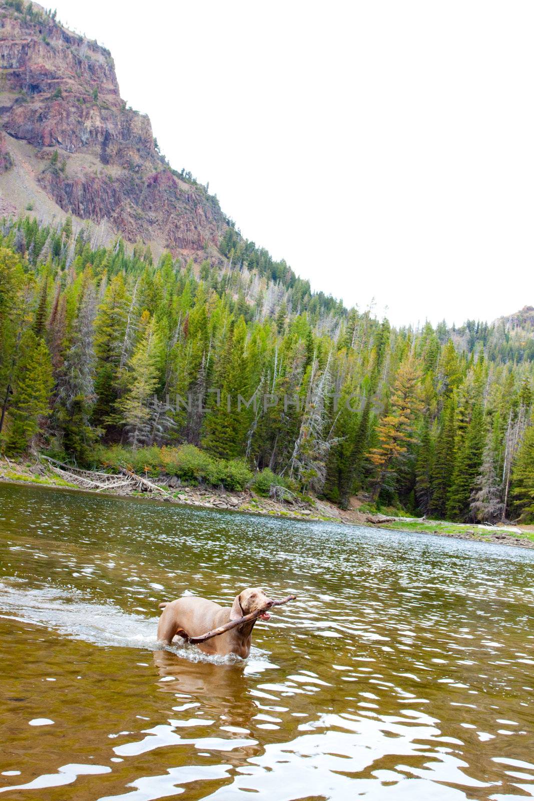 A weimaraner enjoys the water in Eastern Oregon along a river and lake.