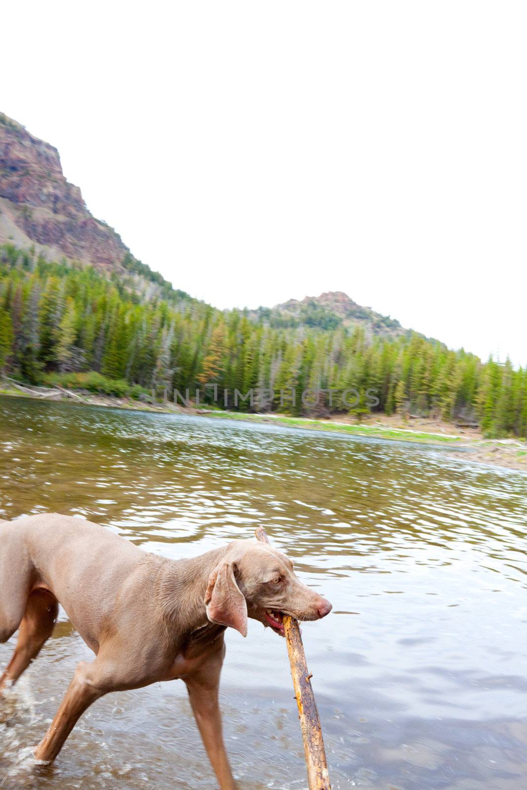 Dog and Water by joshuaraineyphotography