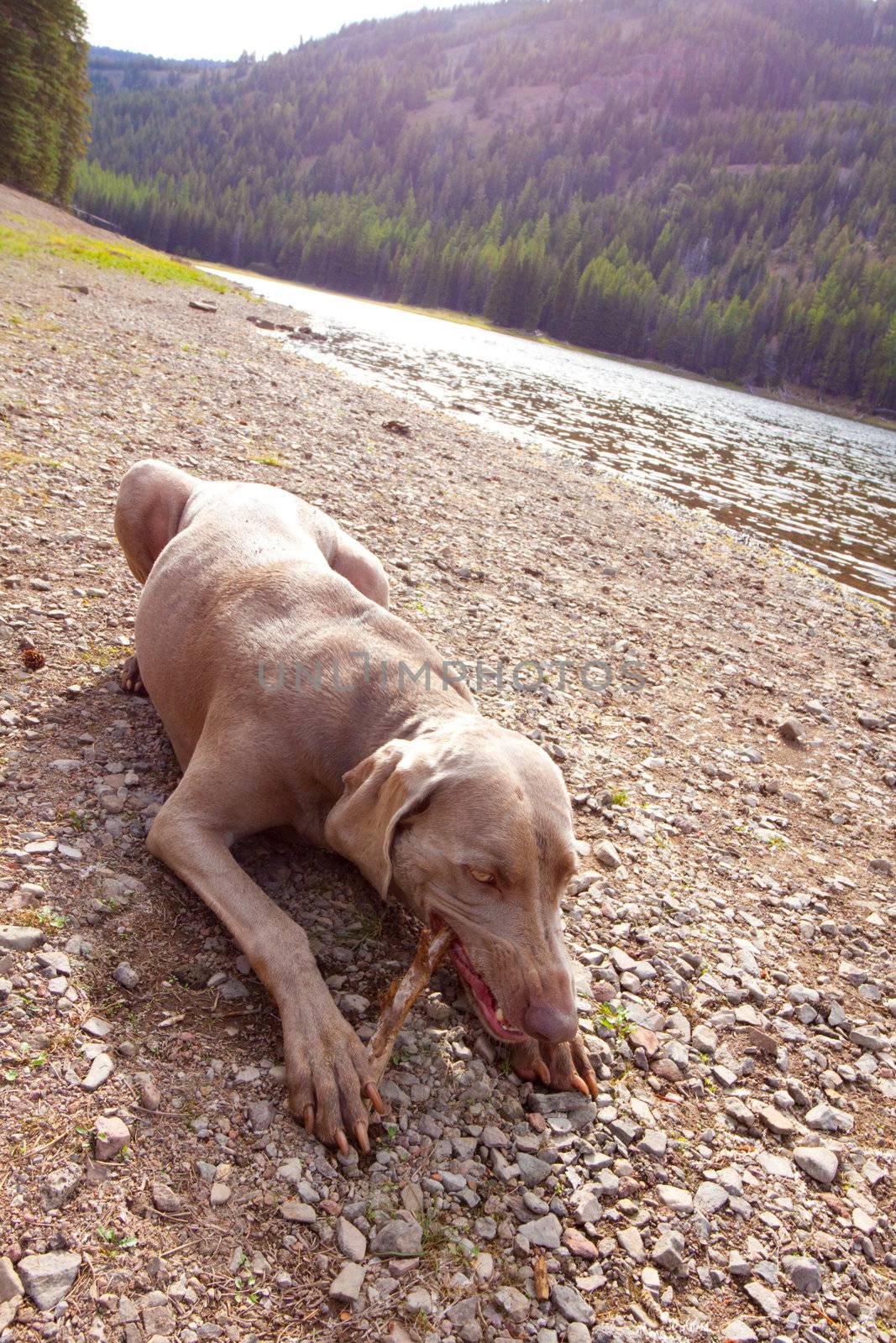 A young weimaraner lays next to a lake and chews on her stick while playing in Eastern Oregon.