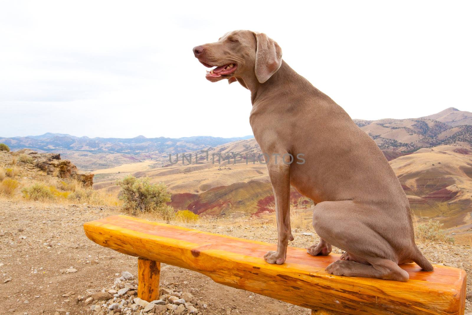 A young weimaraner sits on a bench and enjoys the wind at the top of Carroll Ridge in the John Day Painted Hills National Monument Park.