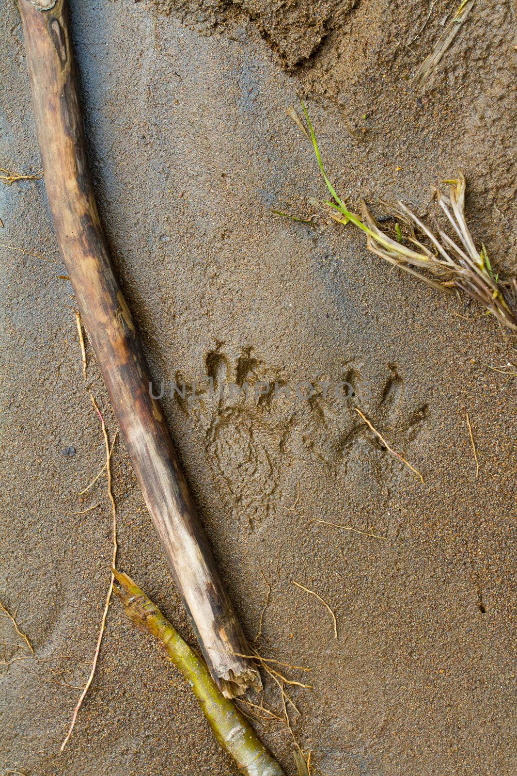 Footprints of a racoon on the river bank at and Oregon river during the winter.