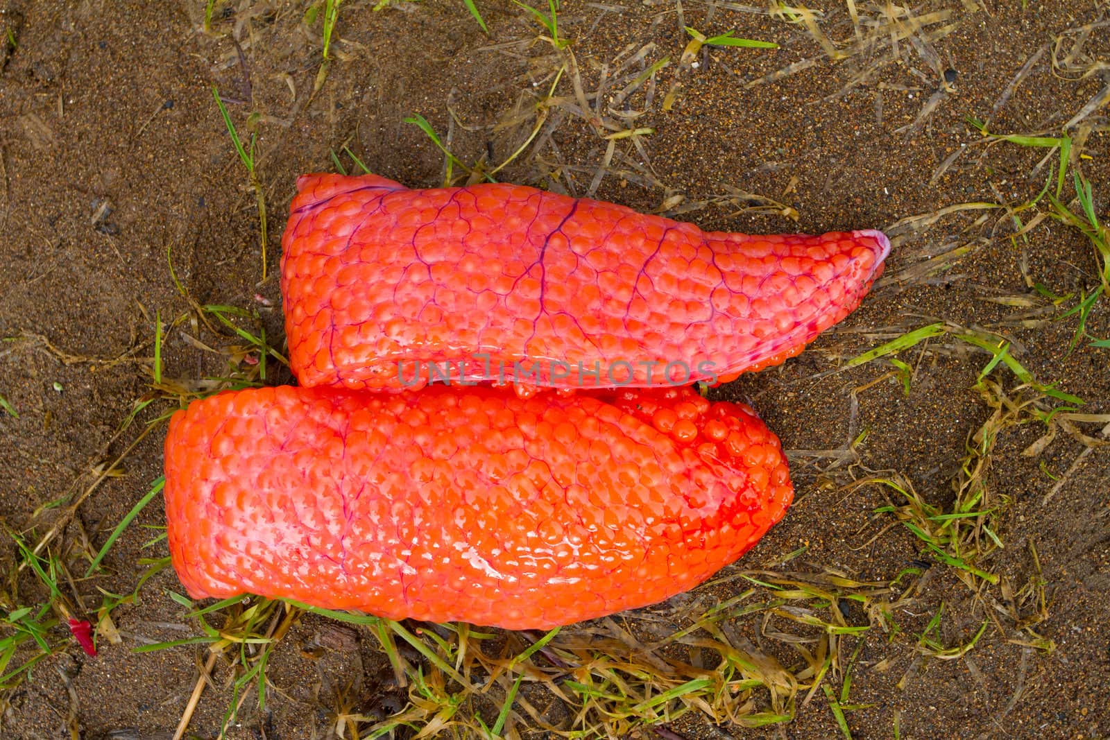 Steelhead salmon roe is shown in tact on the river bank after a fisherman guts and cleans a freshly caught winter steelhead in Oregon.