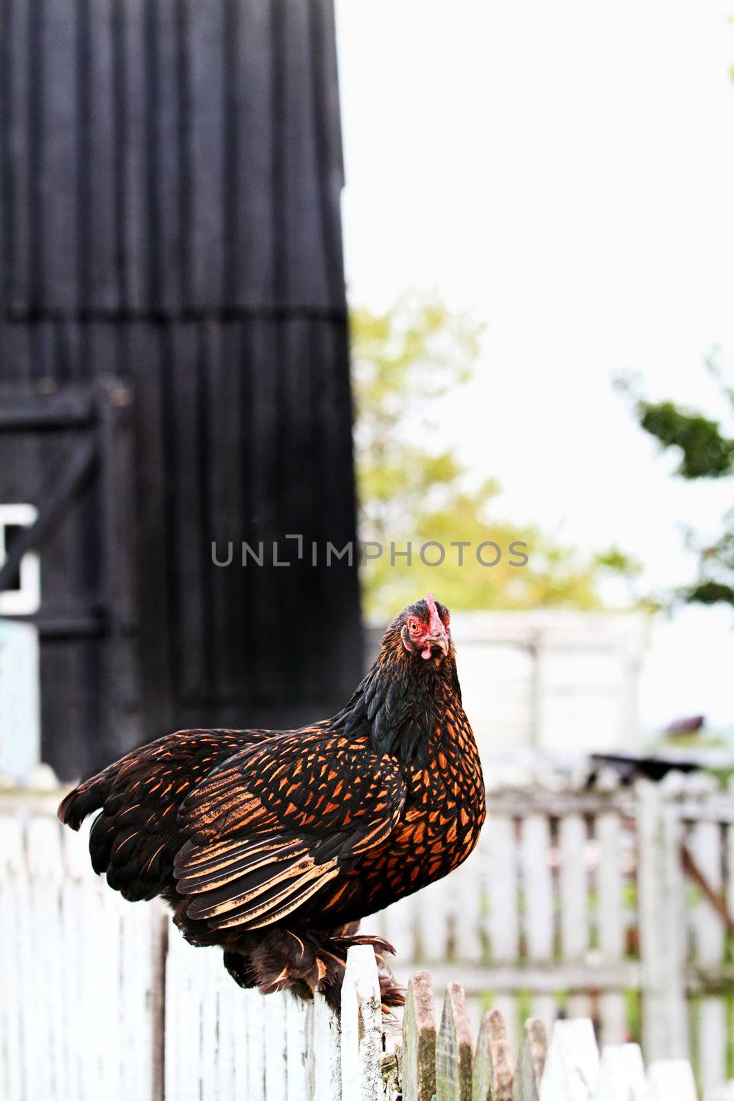 Little Partridge Cochin hen sitting on a white picket fence with barn in background.