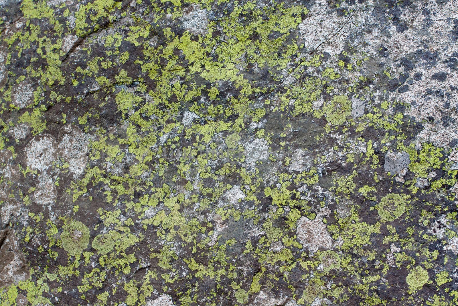 Rock Moss Texture by joshuaraineyphotography
