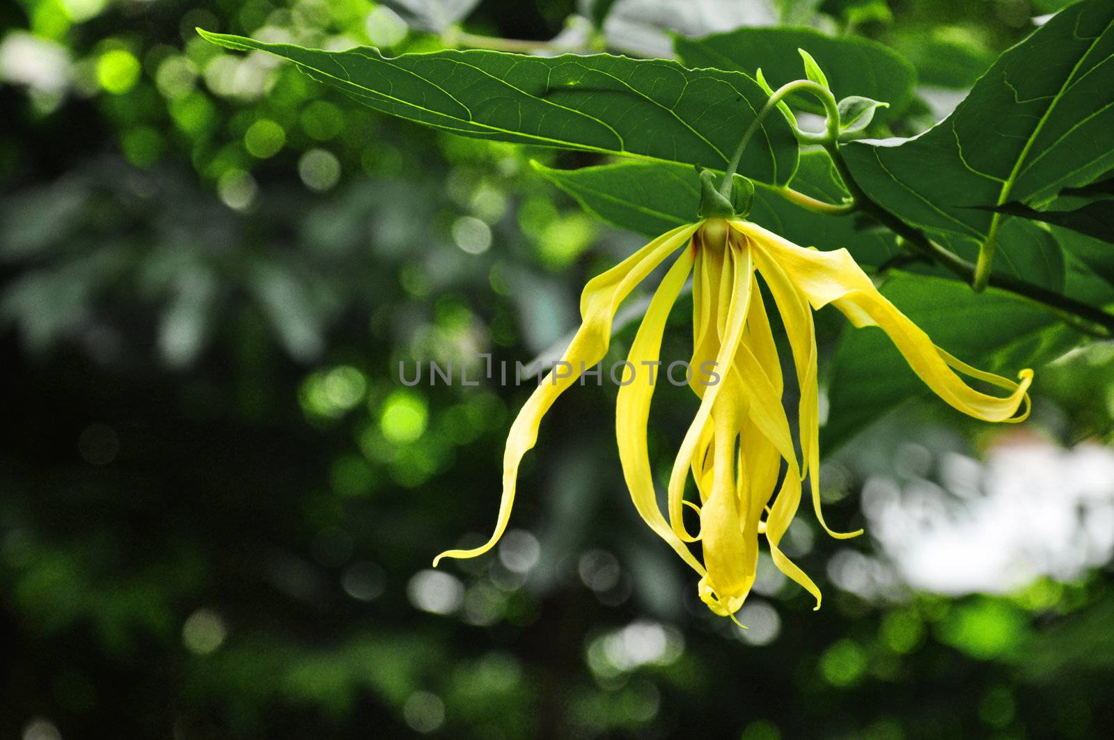 Ylang - Ylang Flowers on tree , Thailand