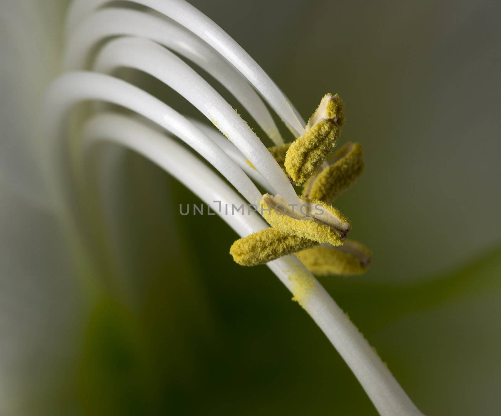 amaryllis macro by compuinfoto