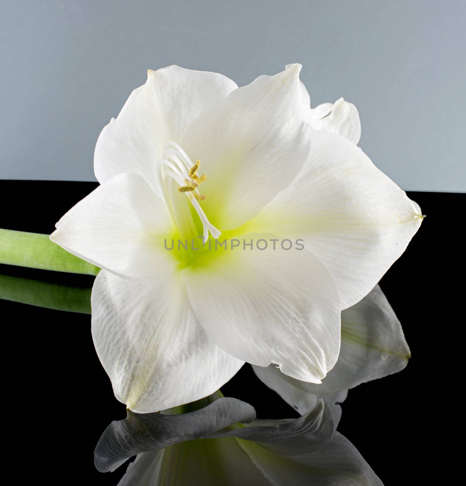 white amaryllis   by compuinfoto