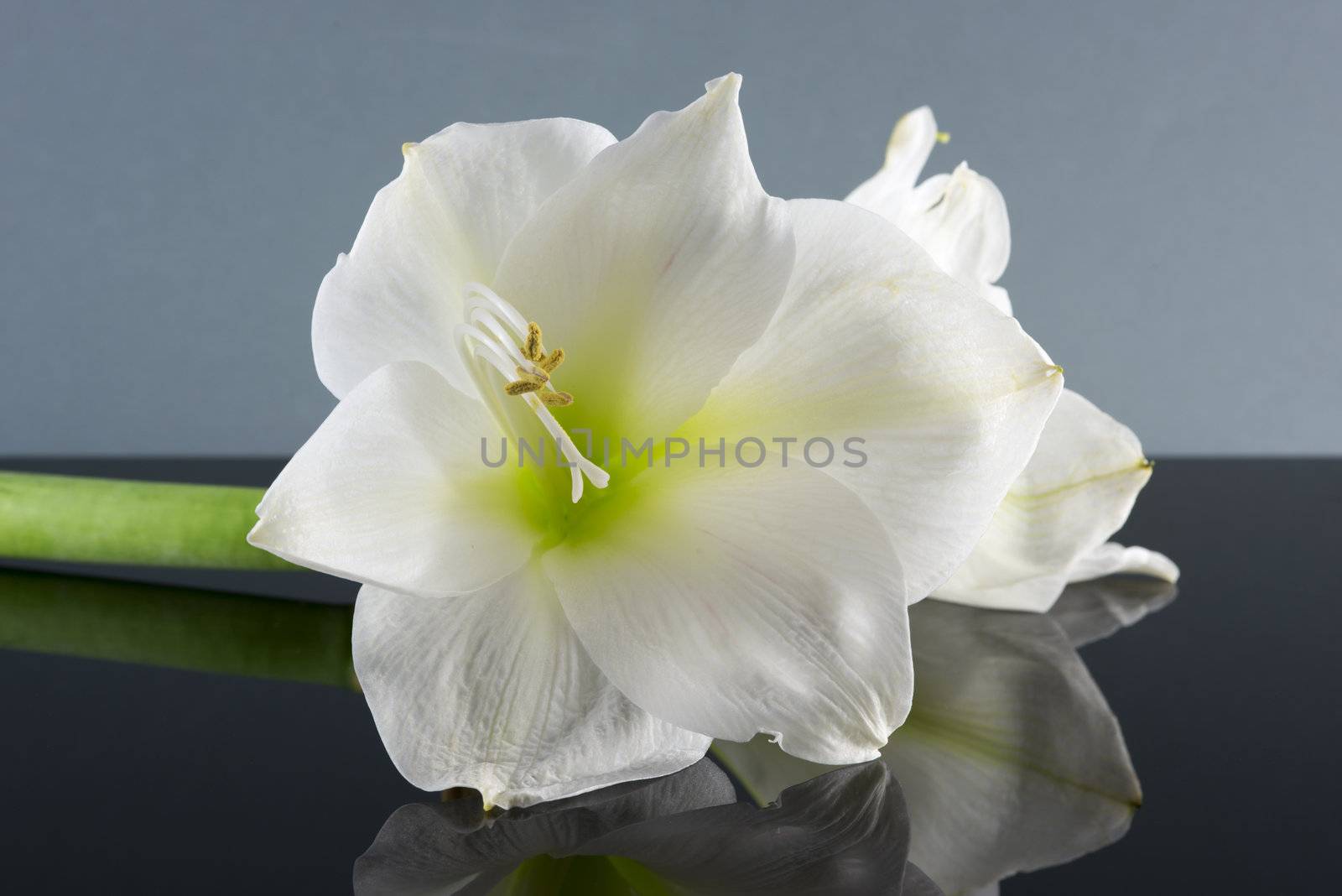 white amaryllis by compuinfoto