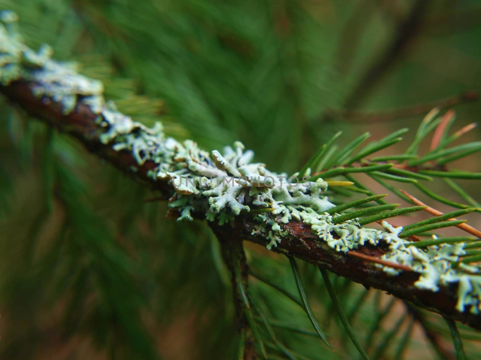 Closeup of lichen, moss,  on spruce tree