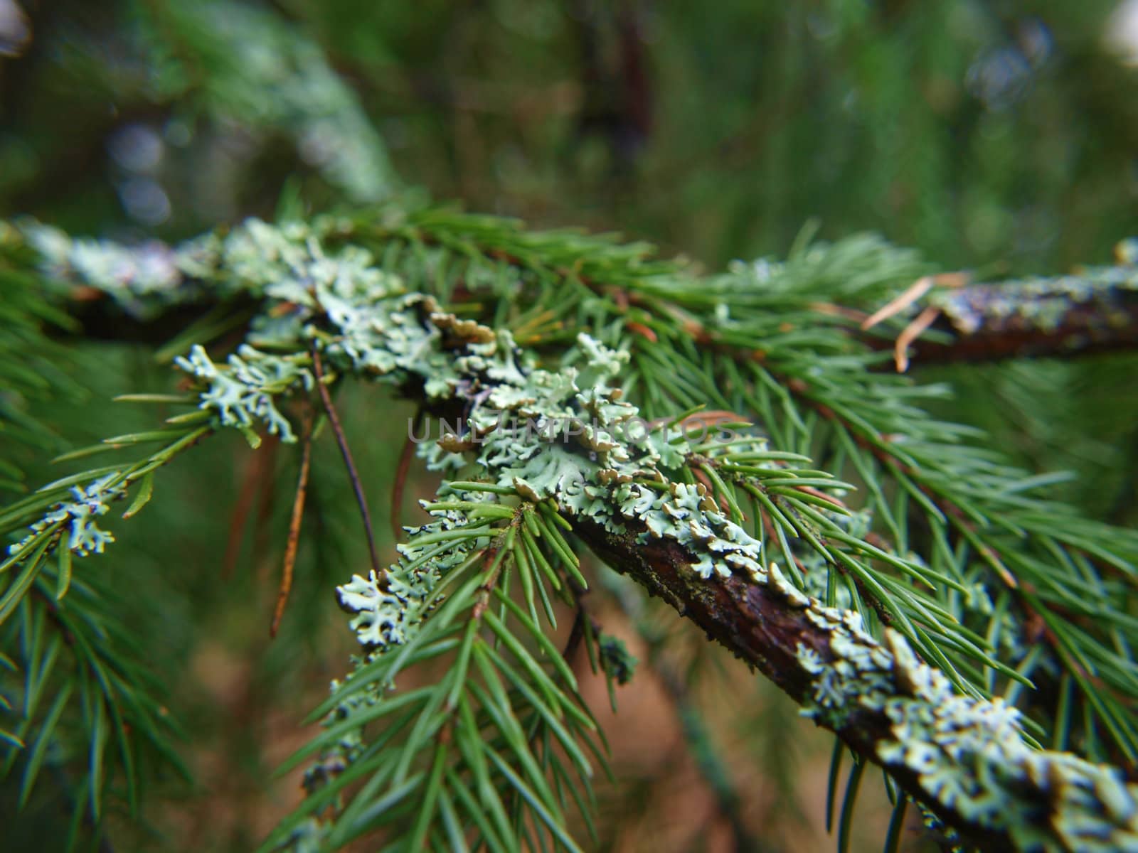 Closeup of lichen, moss,  on spruce tree by Arvebettum