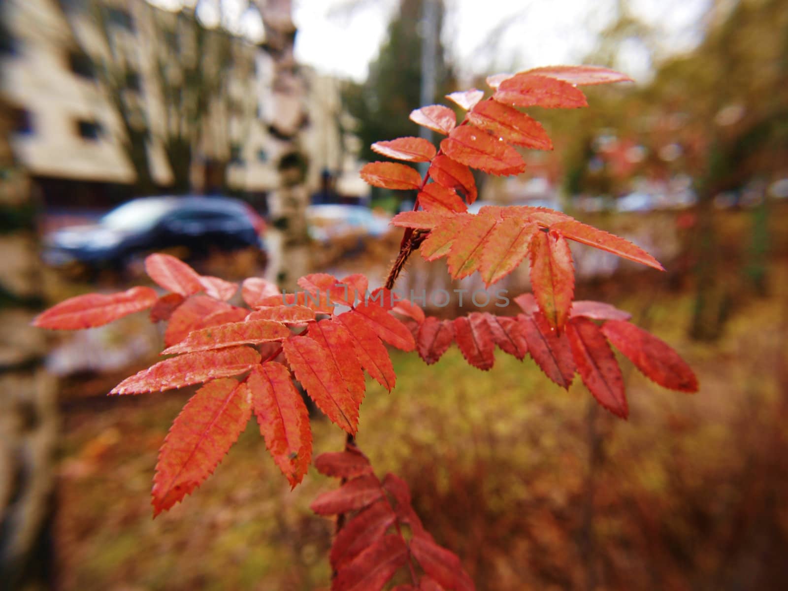 Closeup of ash-tree at autumn, red leaves on little tree