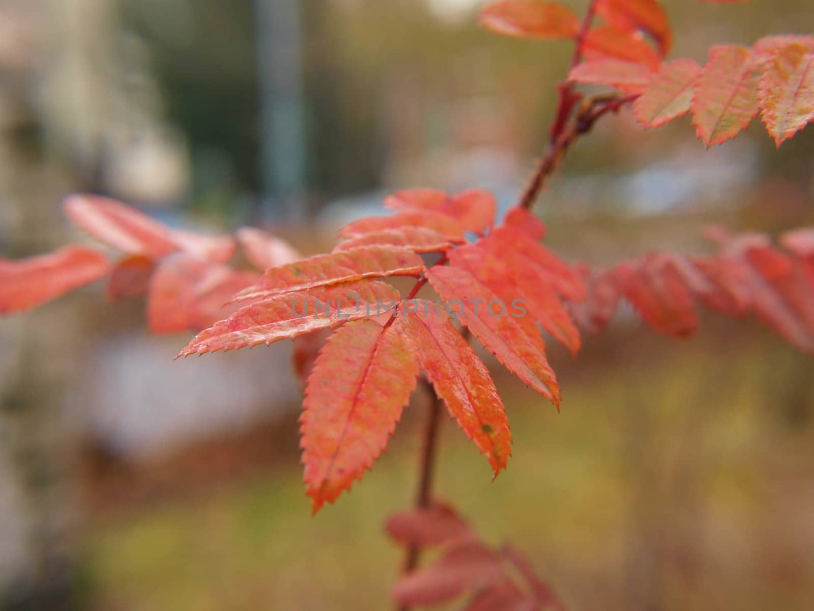 Closeup of ash-tree at autumn, red leaves on little tree by Arvebettum