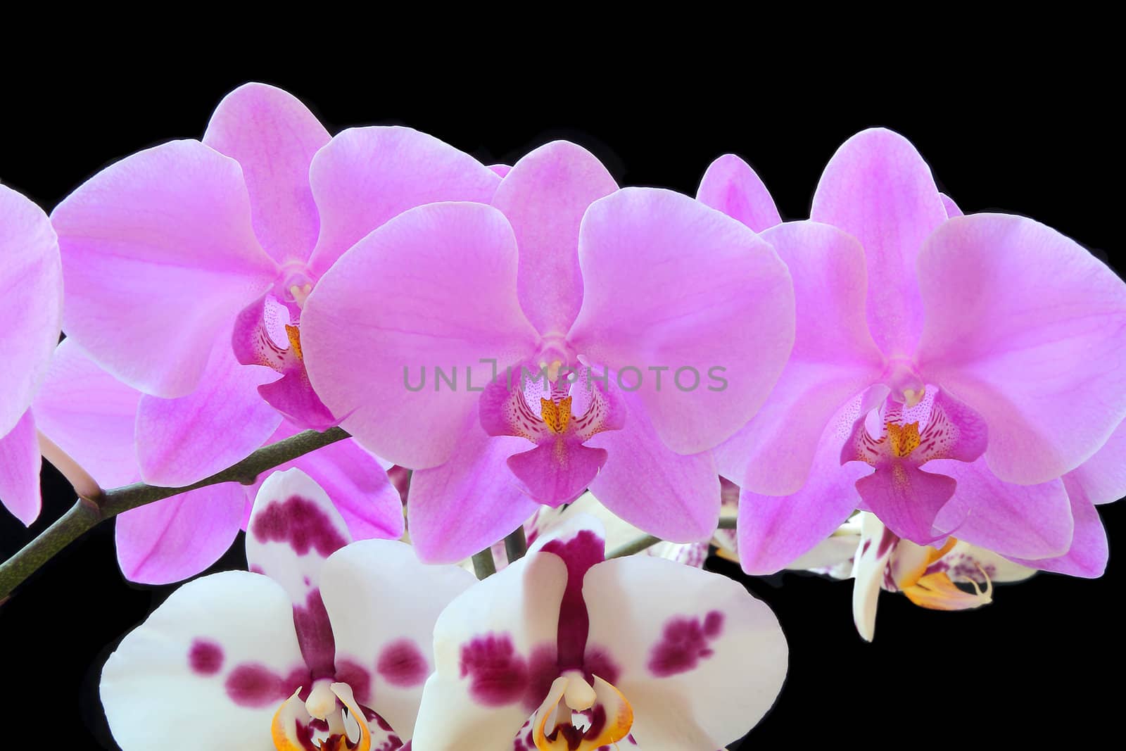 The beautiful purple and white orchid on black background