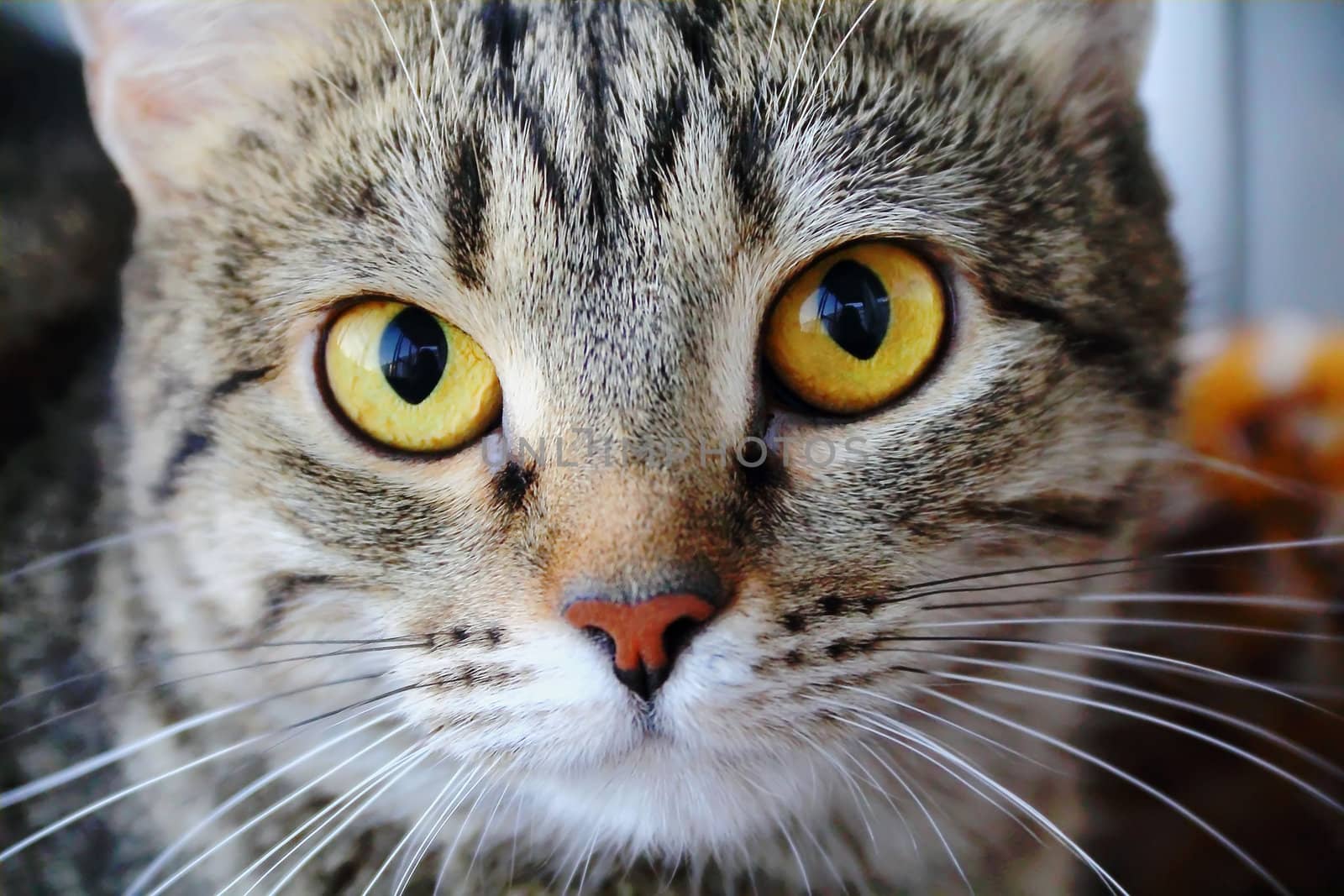 Image of cat's portrait with yellow eyes 