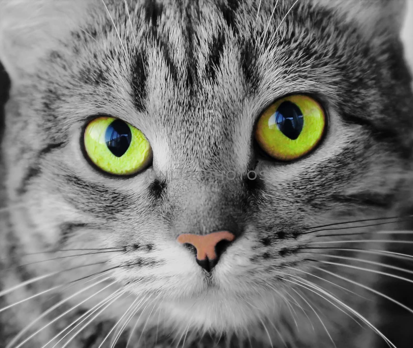 Image of cat's portrait with yellow eyes 