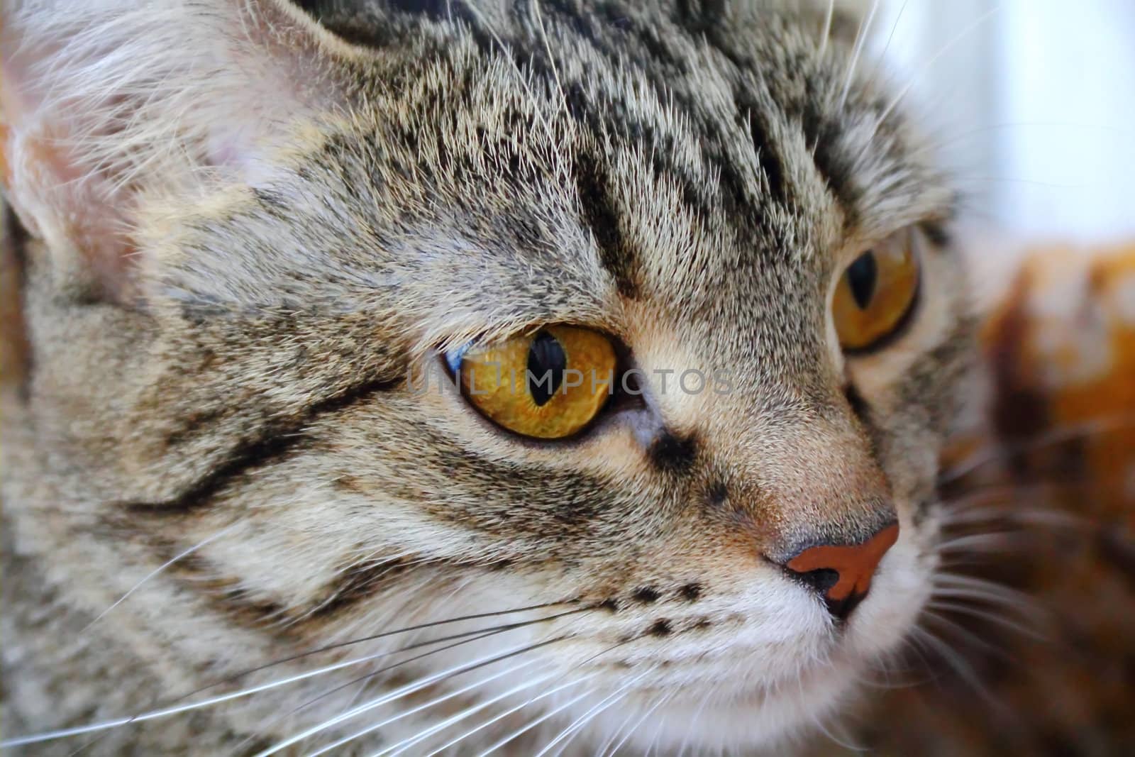 Image of cat's portrait with yellow eyes 