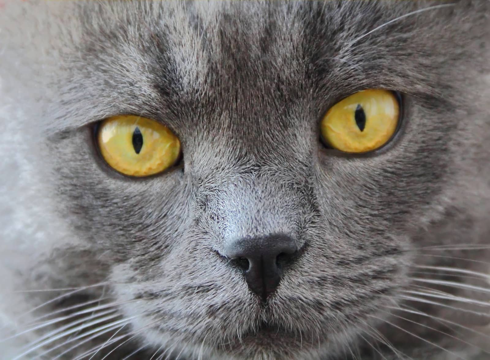 Image of cat's portrait with yellow eyes 