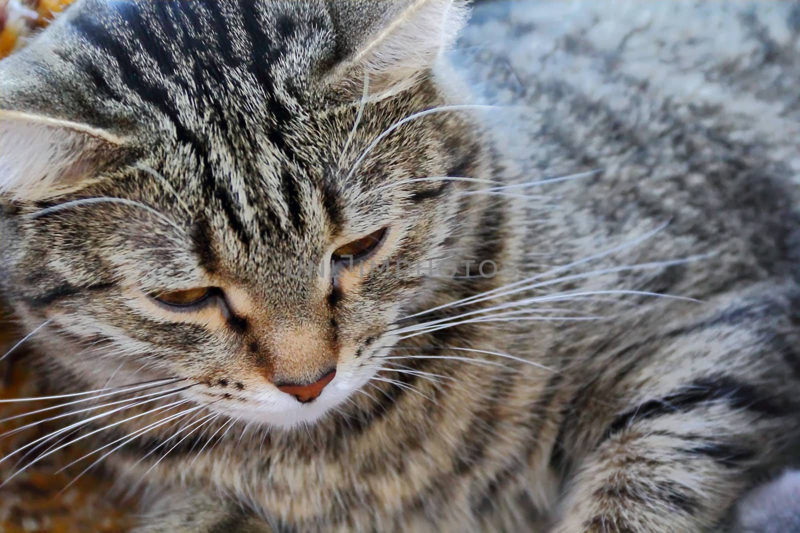 The portrait of lazy stripe cat with squint