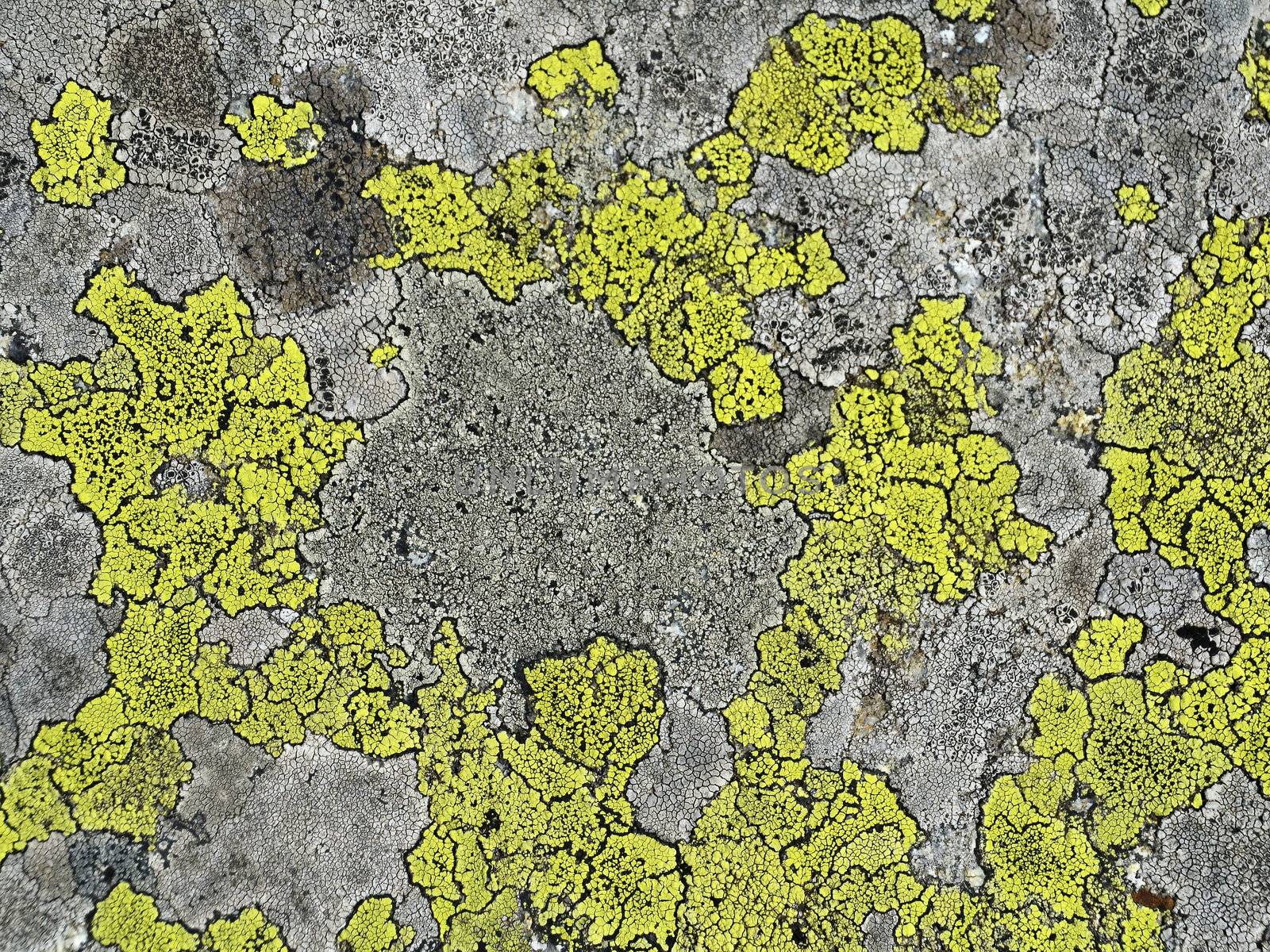 background structure containing mountain moss on granite stone