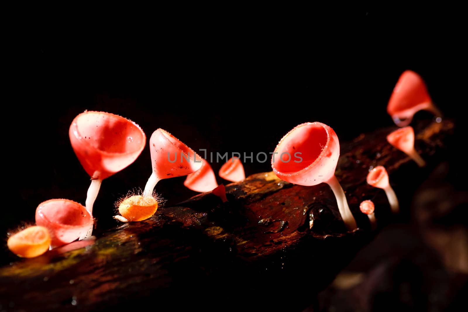 Orange mushroom or Champagne mushroom in rain forest, Thailand.