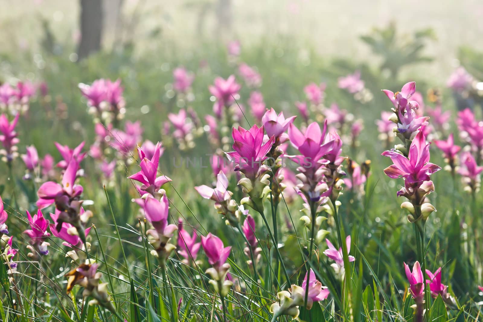 Pink field of Siam tulip at Chaiyaphum Province, Thailand.