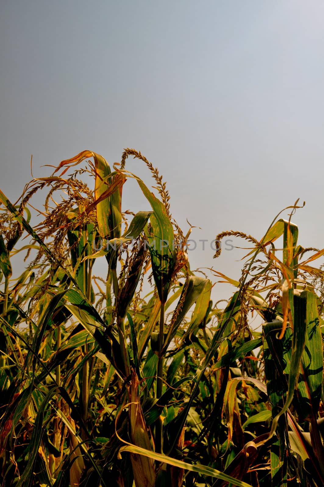 Corn field