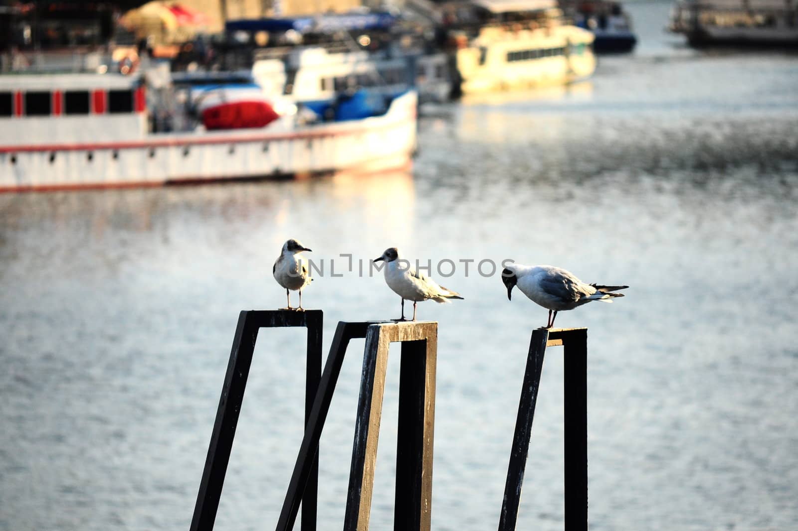 Three seagulls sitting on the handrails with river transport on the background