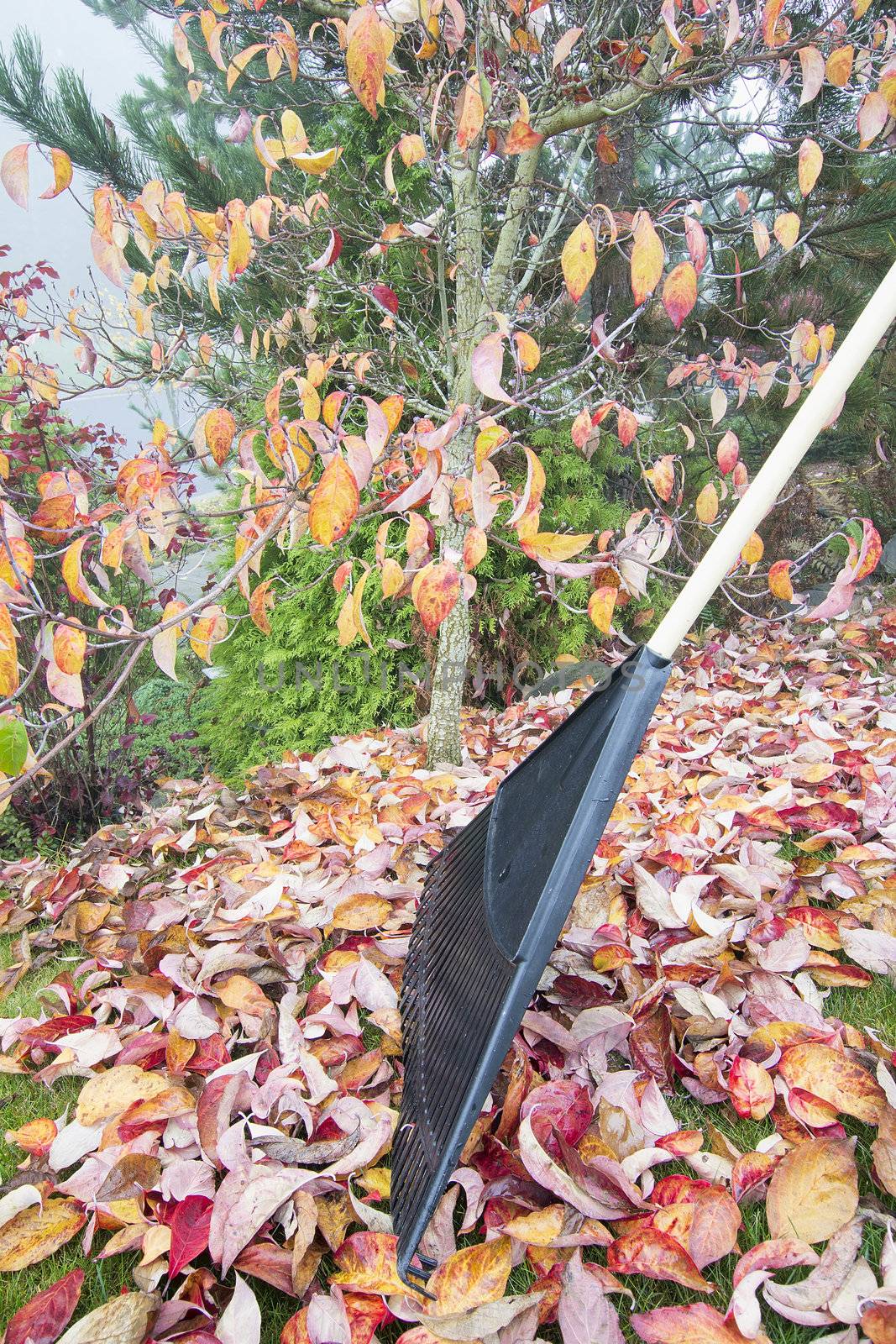 Raking Fall Leaves in Garden in Autumn Season Vertical Side View