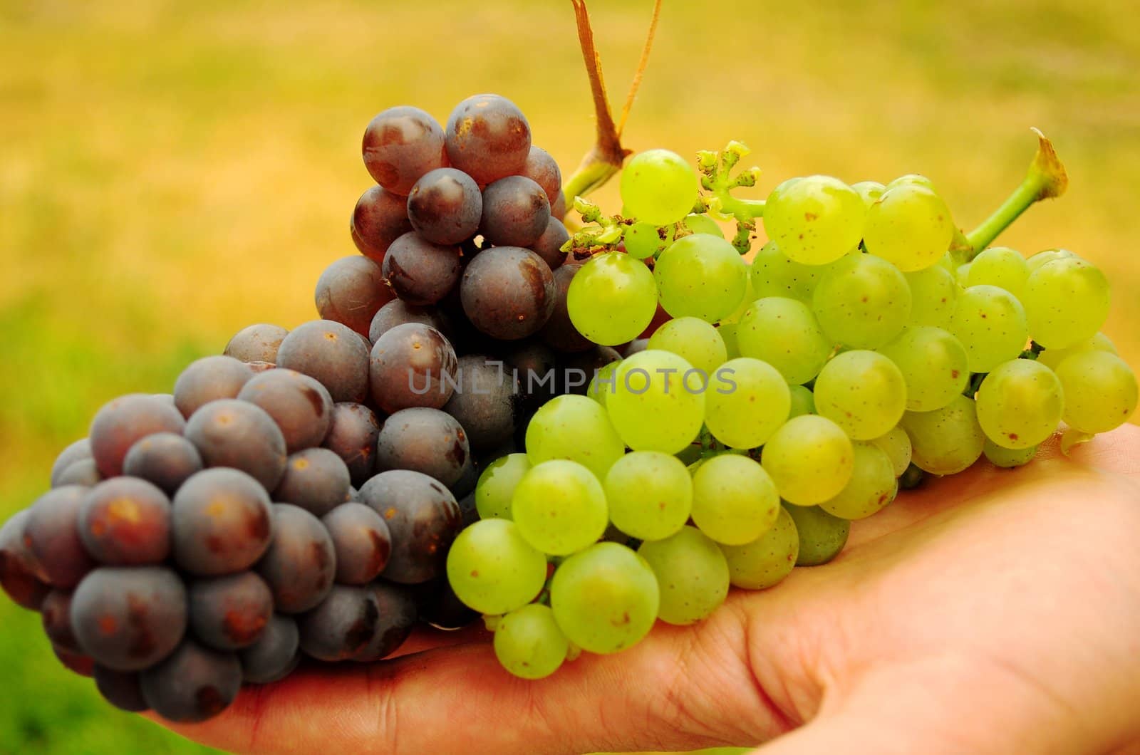 Grapes bunches of red and white varieties during grape harvest