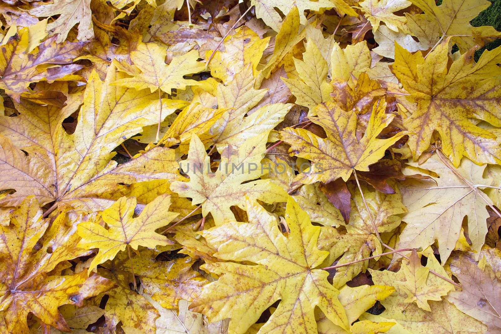 Fallen Wet Giant Maple Tree Leaves in Autumn Color Background