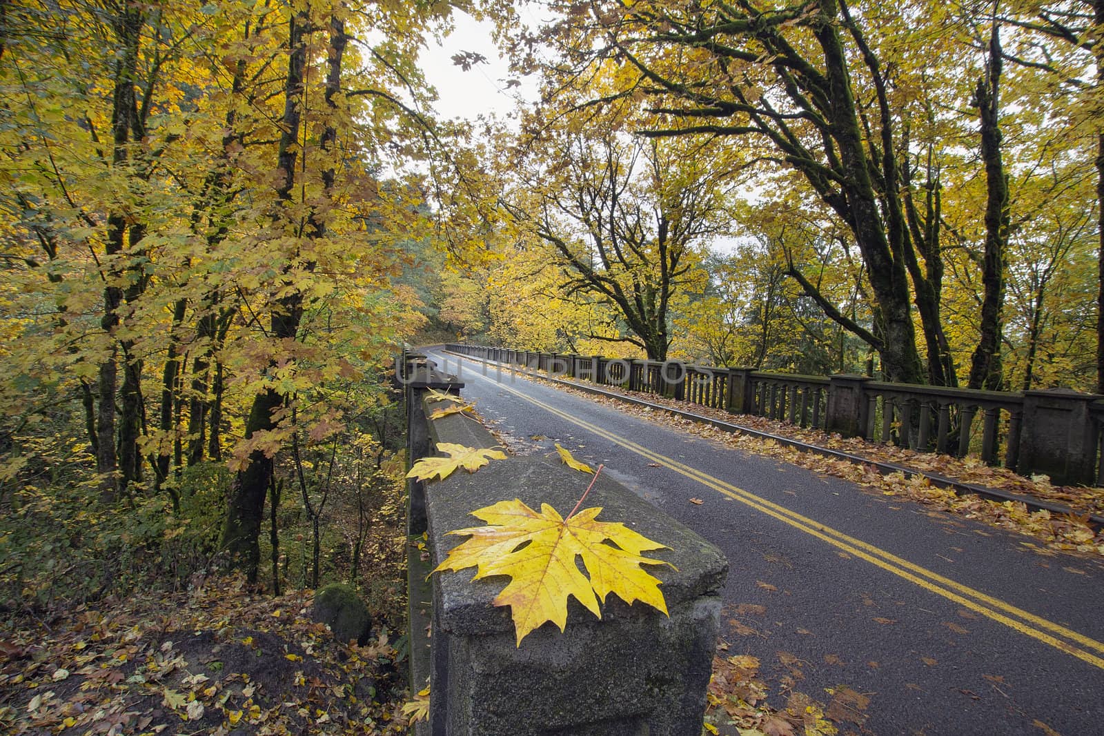 Autumn Along Historic Columbia Highway Bridge Lined with Giant Maple Trees