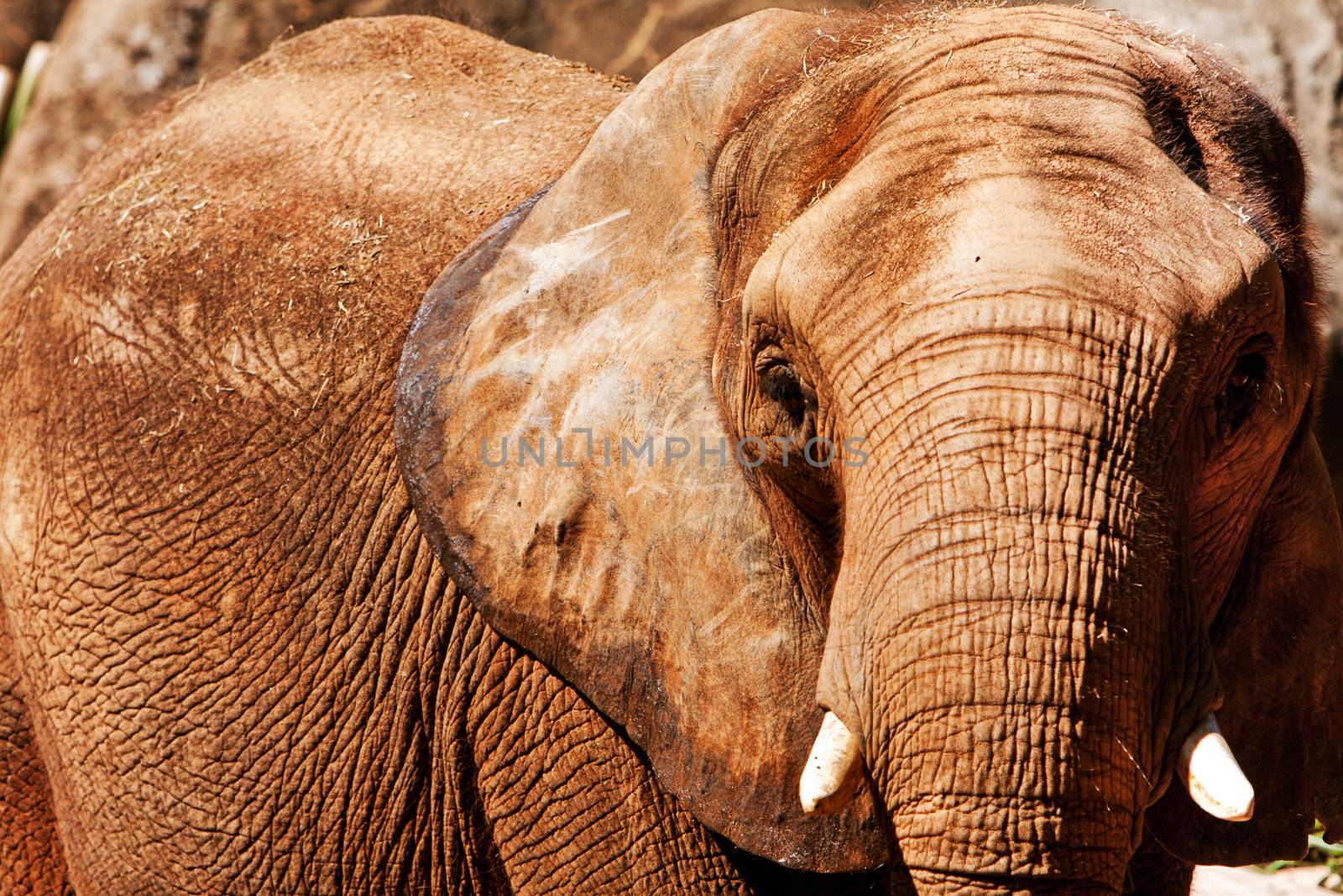 Face of Beautiful endangered African elephant with short ivory tusks.