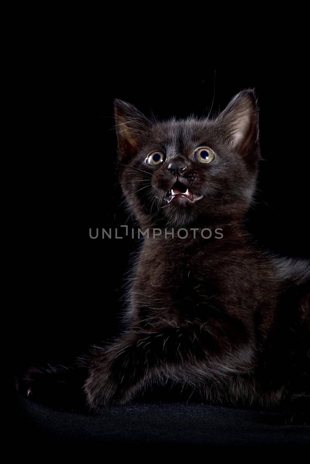 Black kitten on a black background