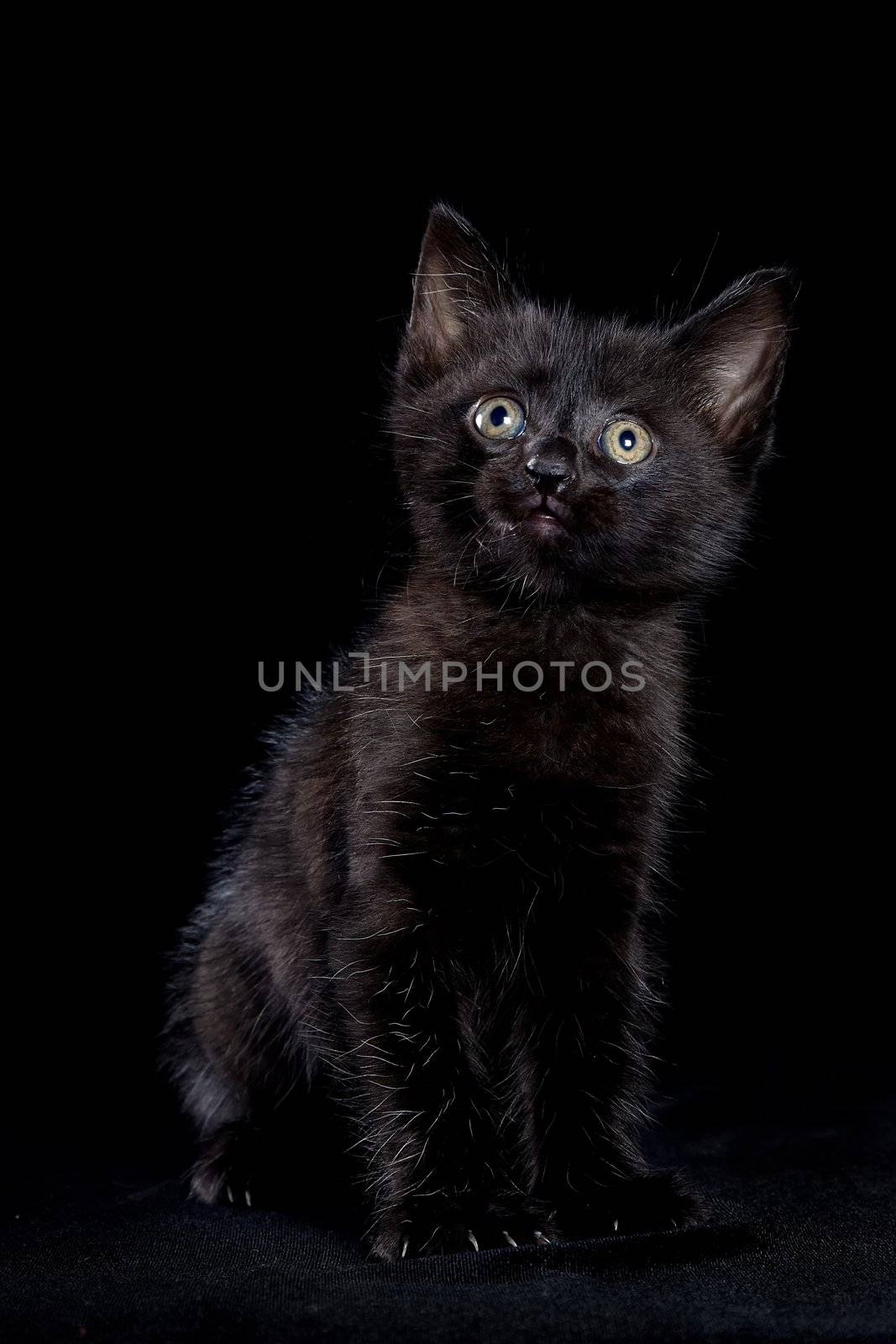 Black kitten on a black background