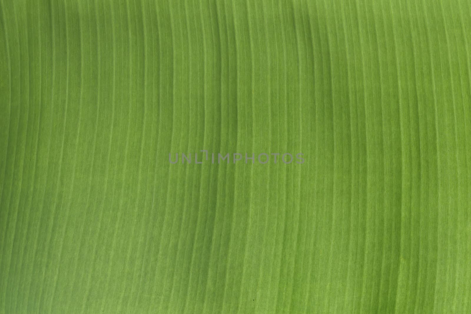 Green banana leaf background