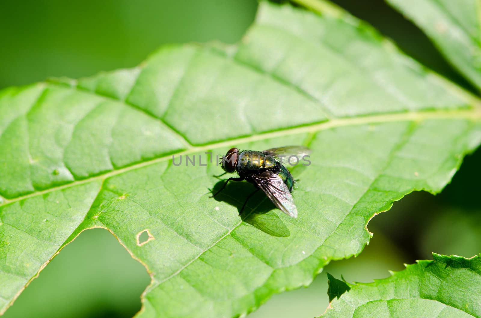 fly on green leaf. In tropical forests.