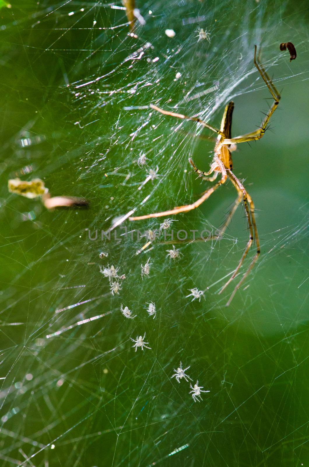 Nest of newborn Spiders by chatchai