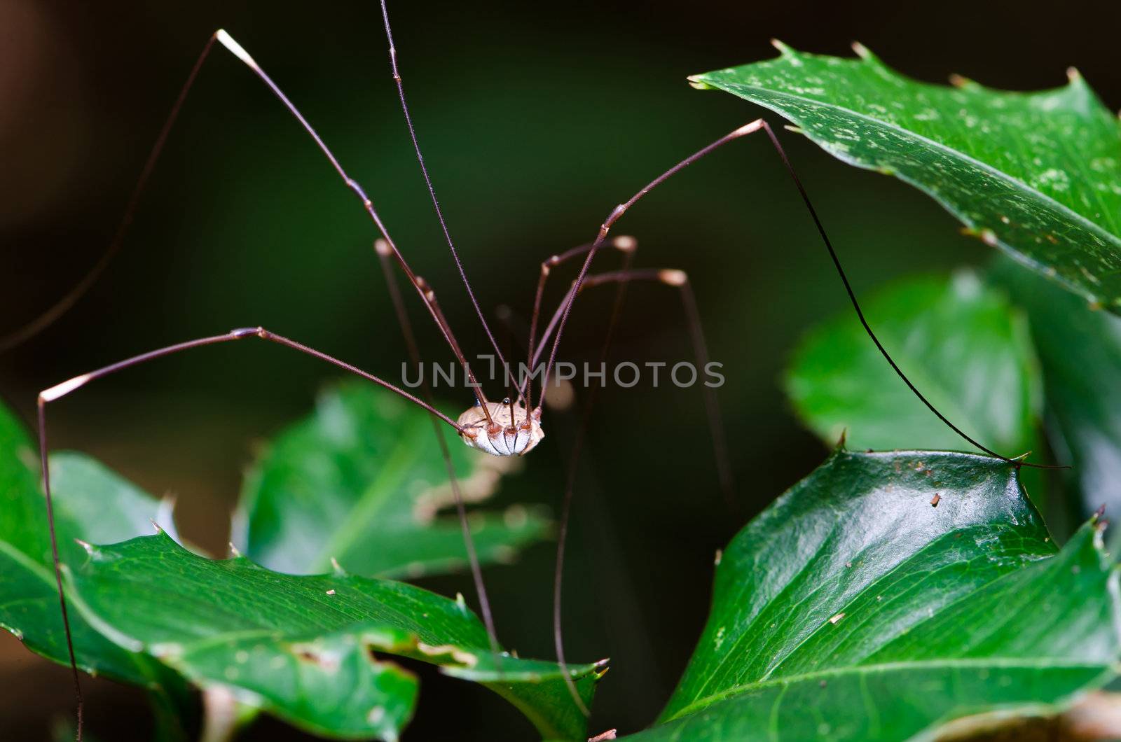 Spider is long leg in the tropical rain forest.
