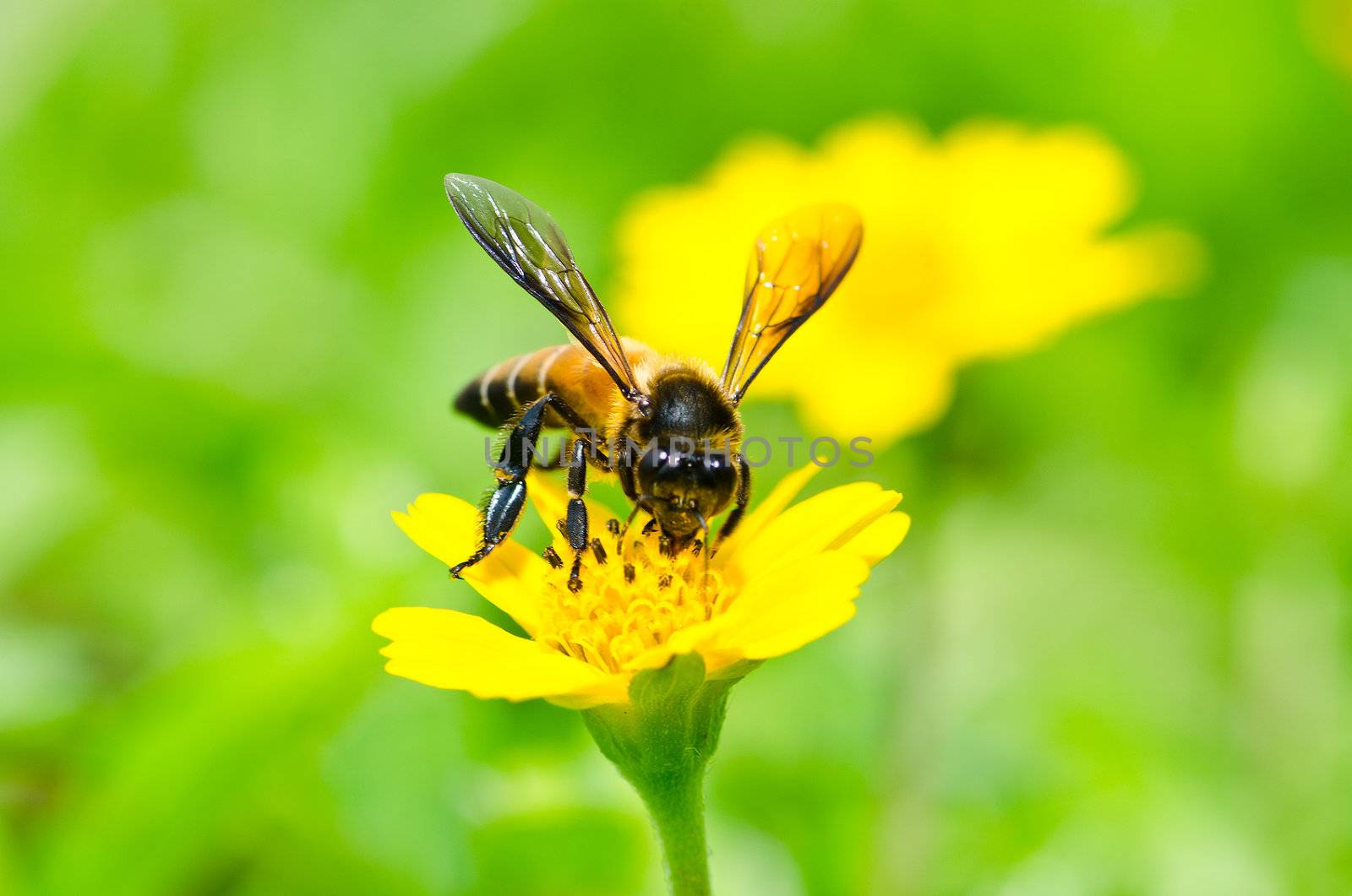 A bee drinking nectar from the flower