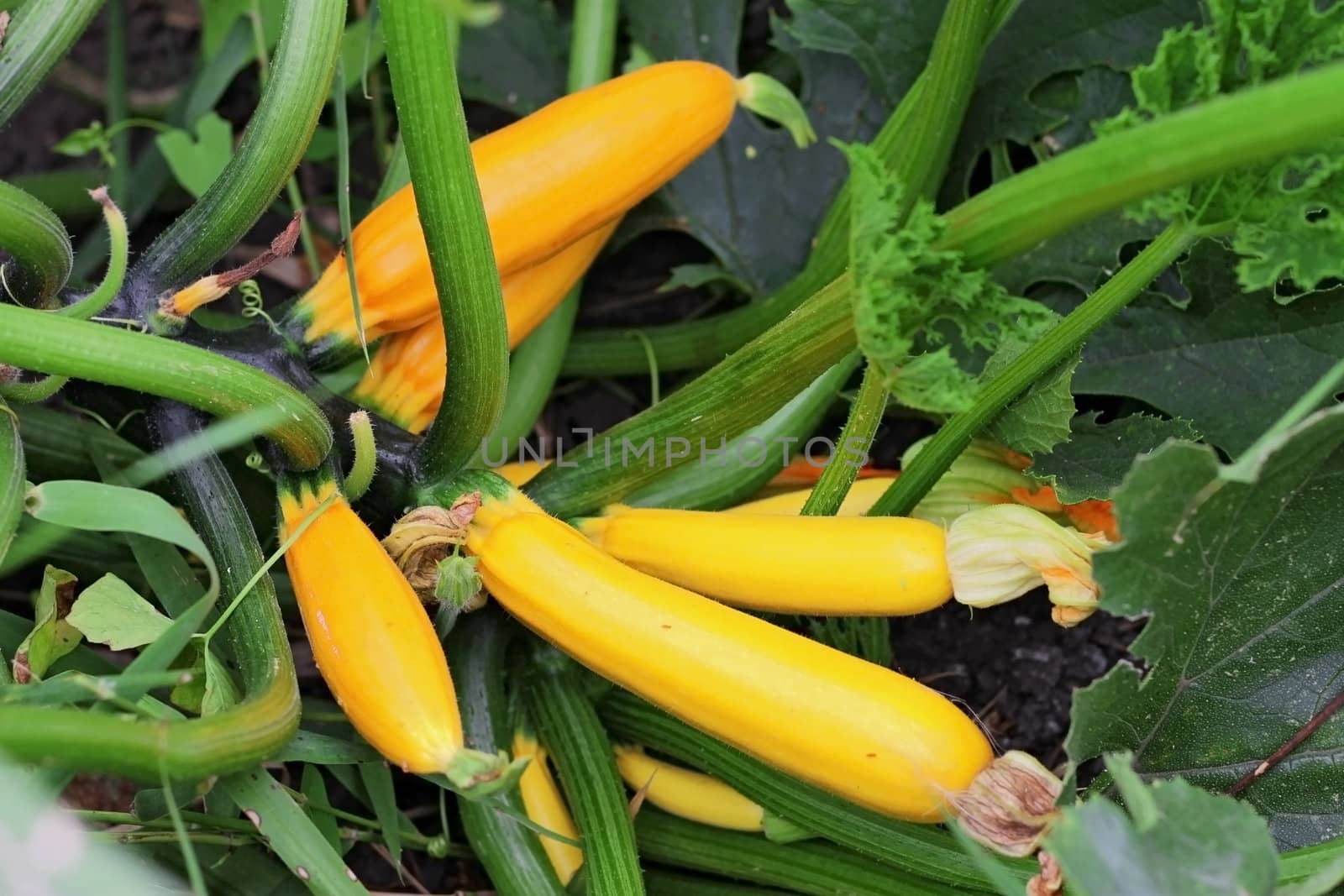 Yellow marrows growing on the bed summertime