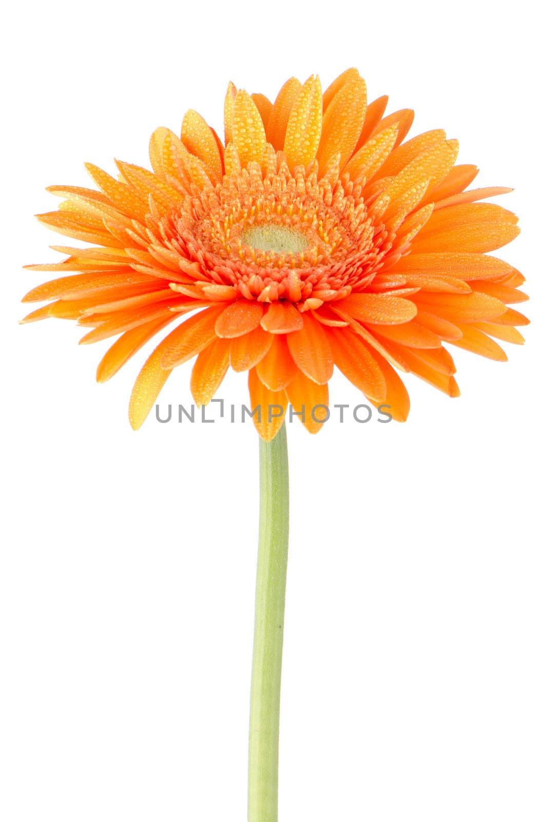 Orange gerbera daisy flower isolated on white background.