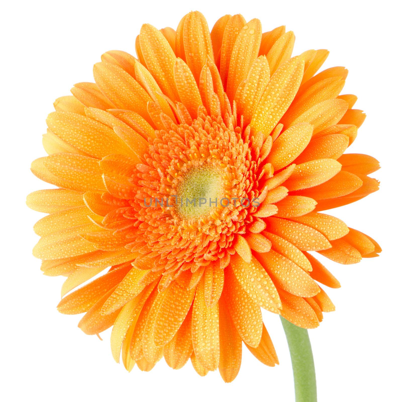 Orange gerbera daisy flower isolated on white background.