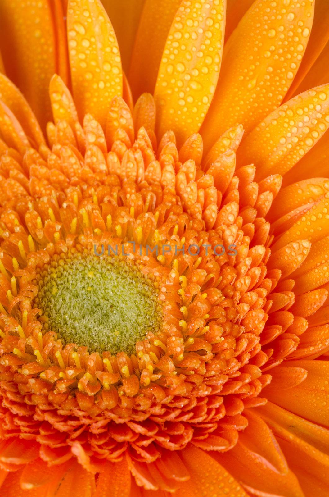 Orange gerbera daisy closeup.