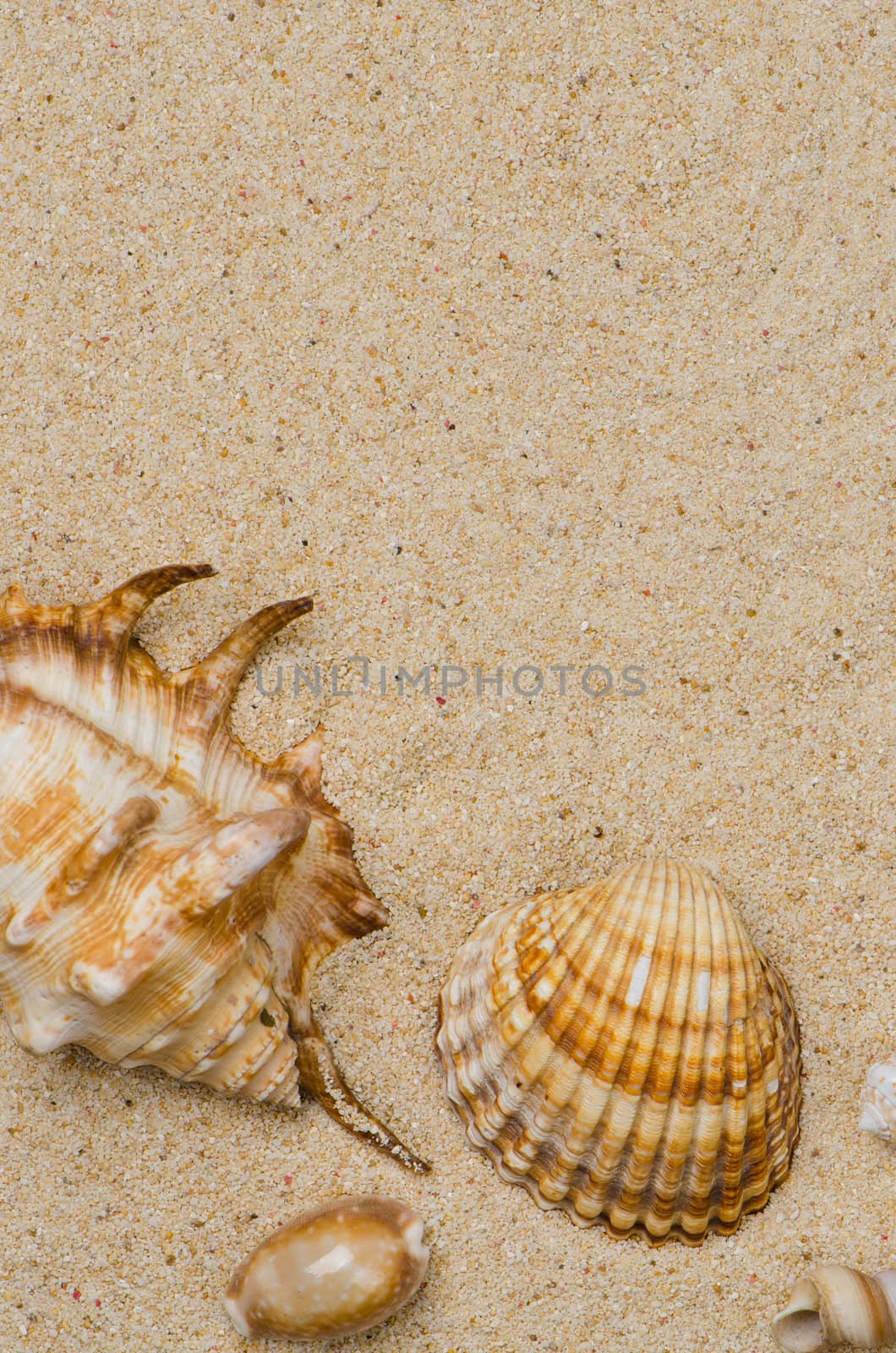 Sea shells with sand as background.