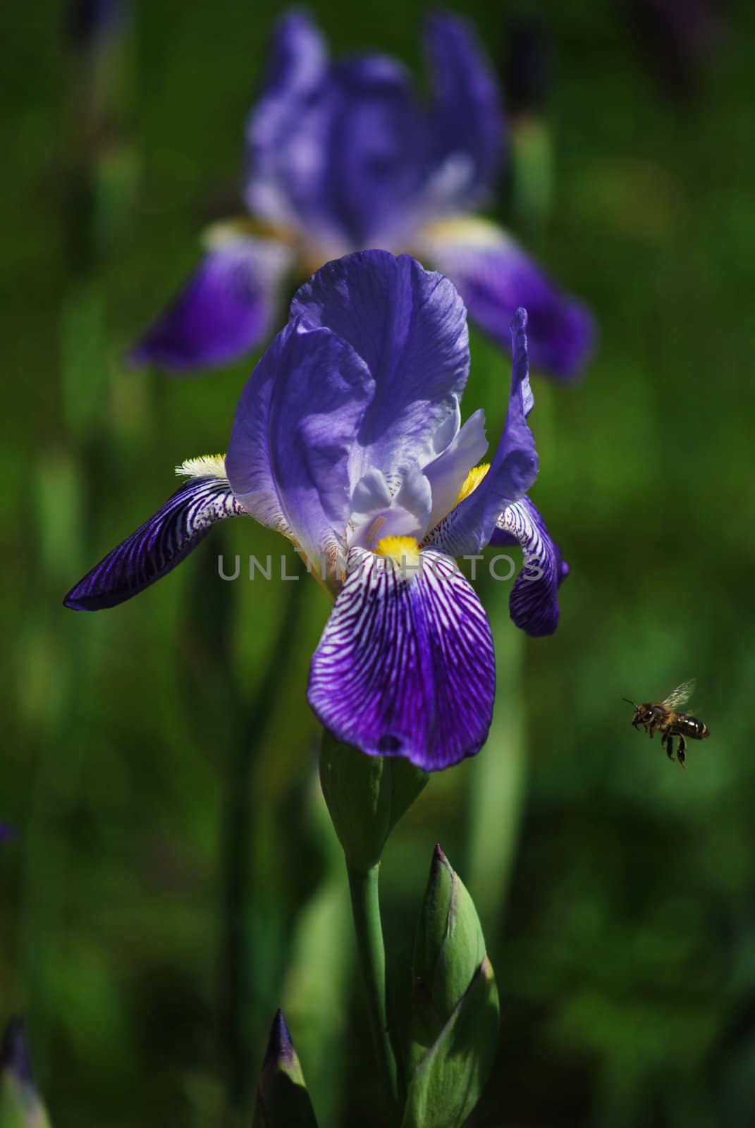 blue iris by sarkao