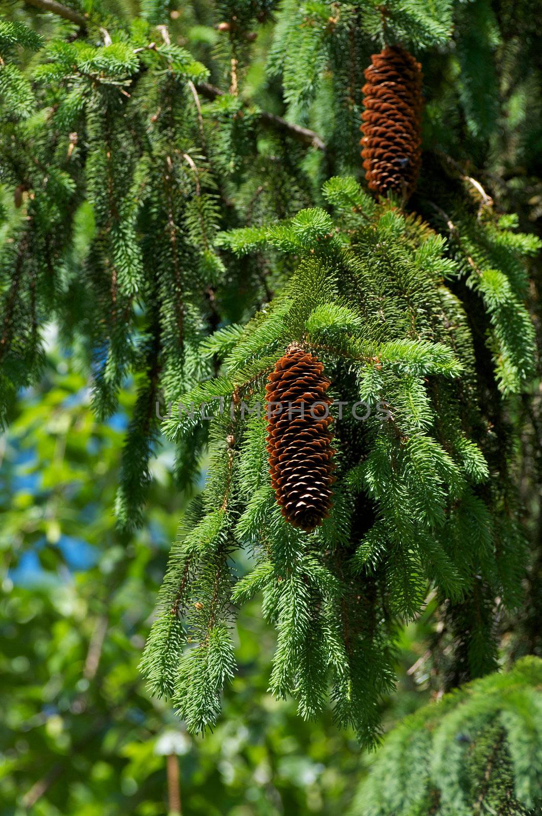Young Pine Cone on Natural Pine Tree Background