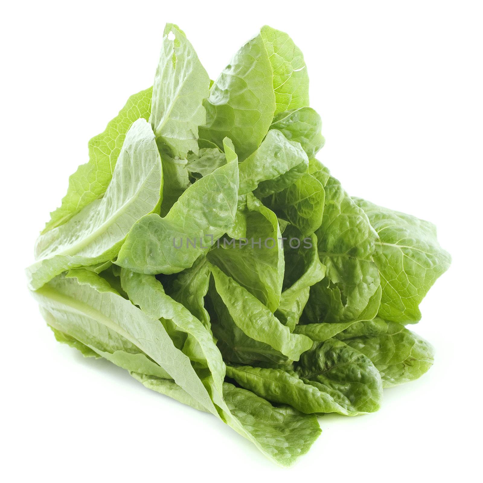 Romaine lettuce in front of white background