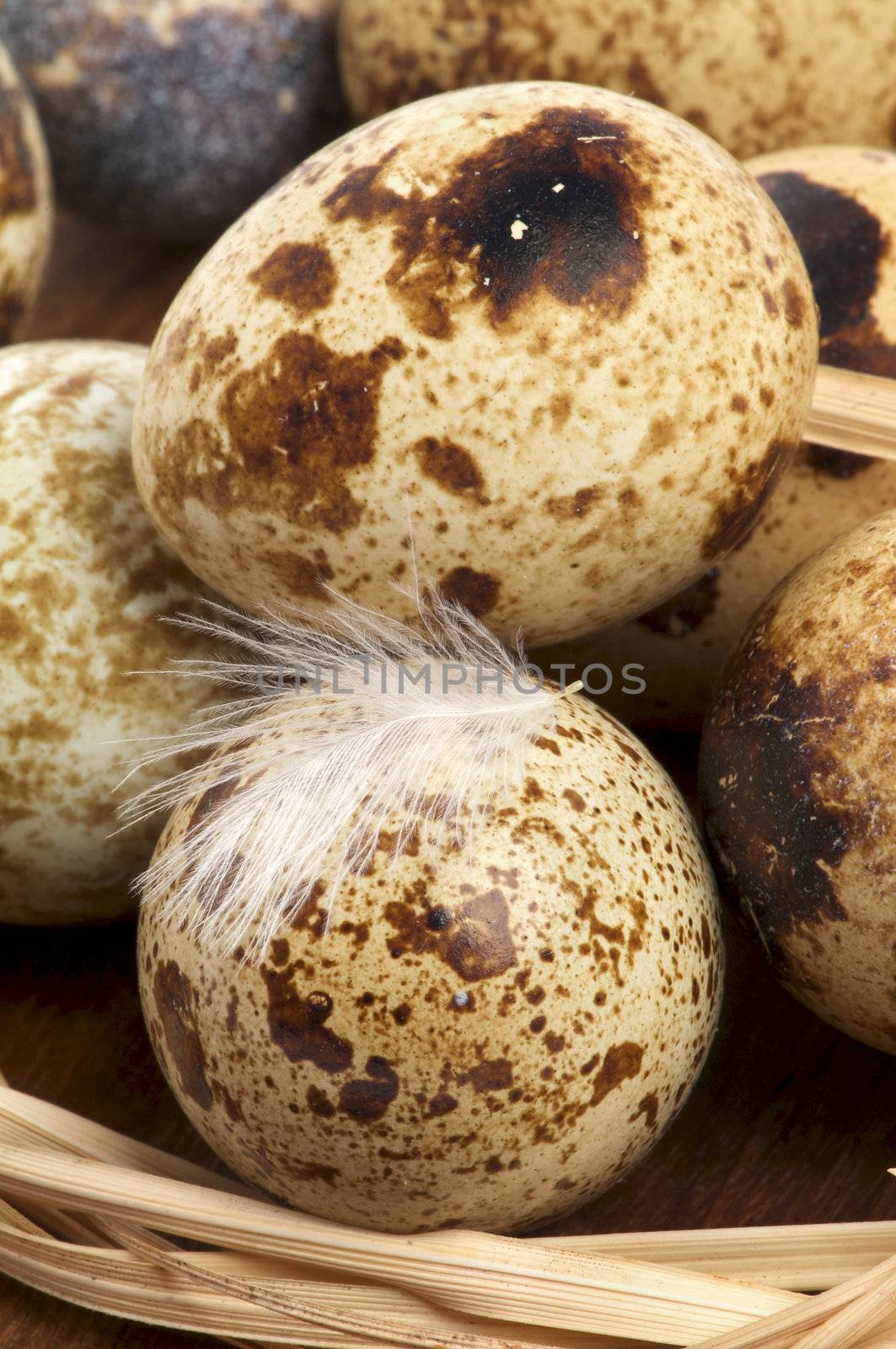 Background of Quail Eggs with Plumelet in Bucket closeup 